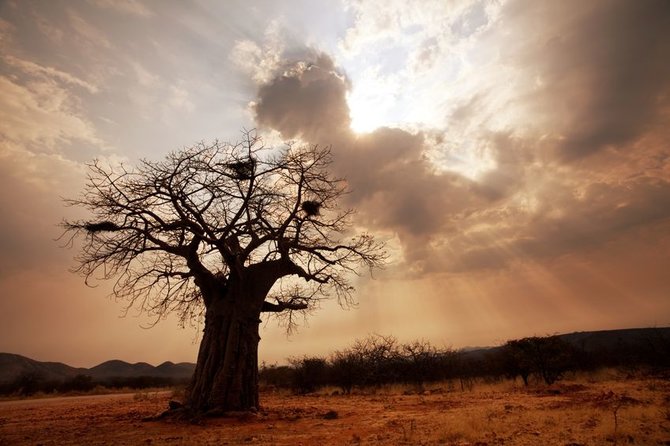 123rf.com/Baobabas Limpopo provincijoje