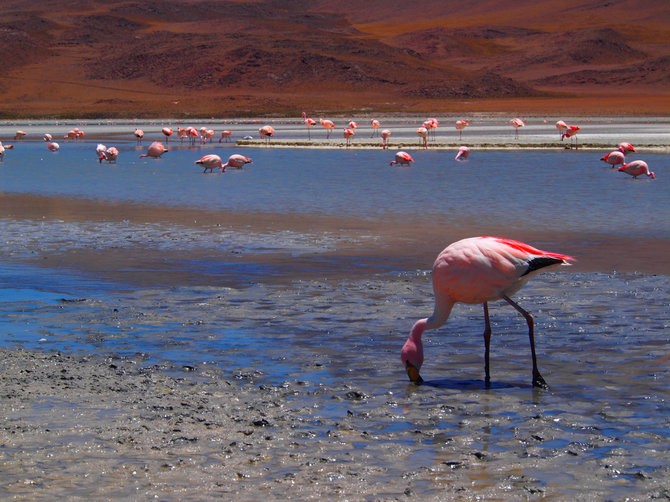 A.Kondrotaitės nuotr./Flamingai