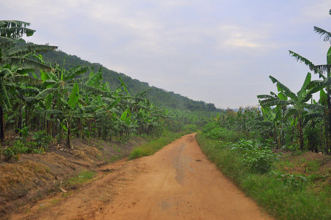 M.Vadišio nuotr./Bananų plantacijos Ugandoje plyti visur