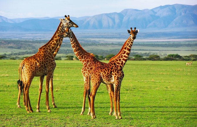 123rf.com nuotr. /Žirafos Ngorongoro krateryje