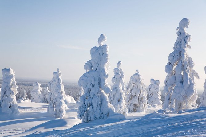 123rf.com nuotr./Laplandija, sušalę medžiai
