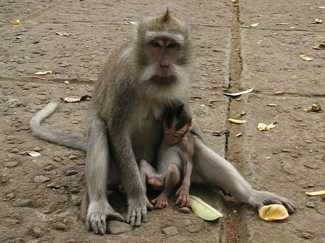 wikimedia.org nuotr./Beždžionių miškas