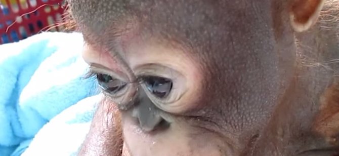 Kadras iš filmuotos medžiagos/Liūdnas orangutangas