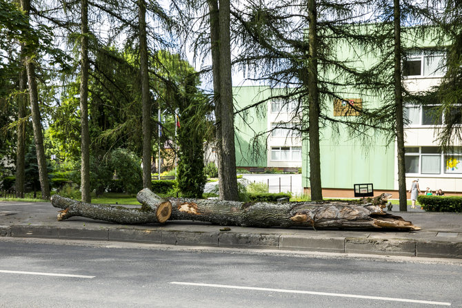 Luko Balandžio / 15min nuotr./Lentvario Klevų alėja