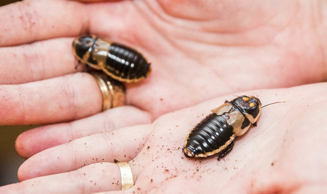 Luko Balandžio / 15min nuotr./Insektariumas 