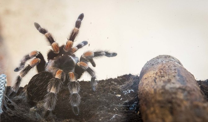 Luko Balandžio / 15min nuotr./Insektariumas 