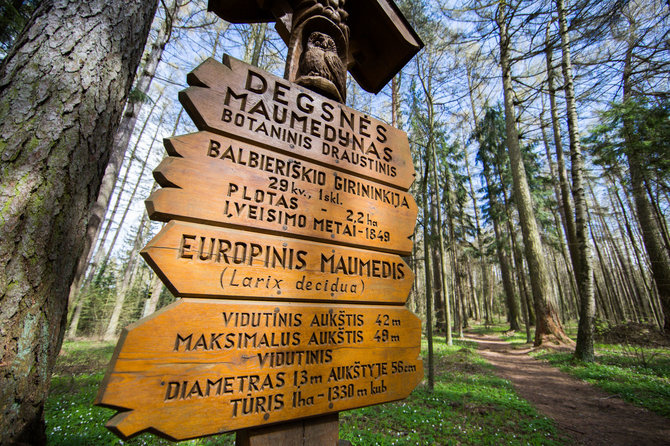 Luko Balandžio / 15min nuotr./Degsnės maumedynas