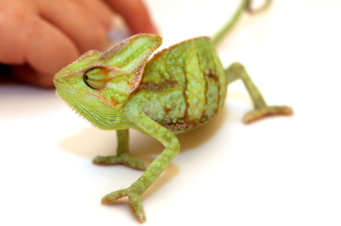 Teodoro Biliūno/Žmonės.lt nuotr./Budrių chameleonas