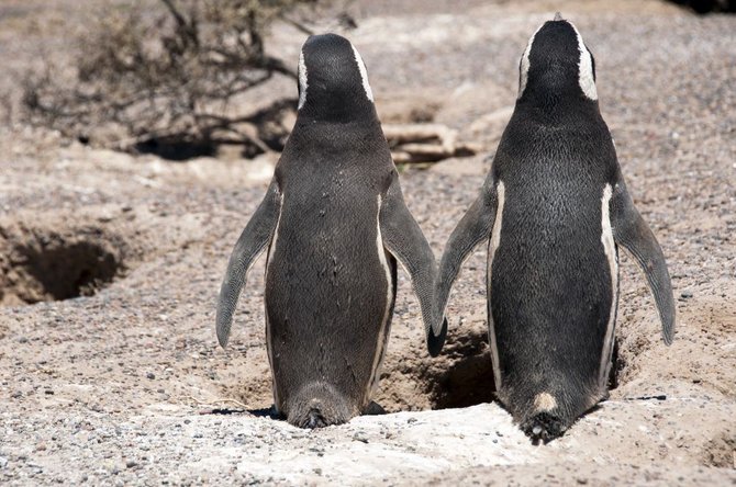 Fotolia nuotr./Pingvinai 