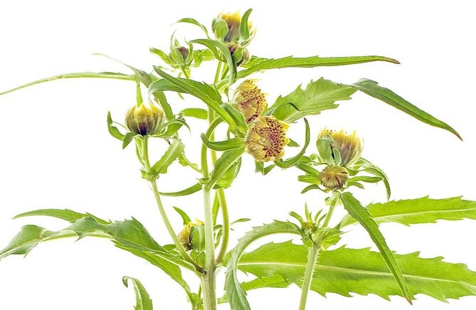 Fotolia nuotr./Triskiautis lakišius
