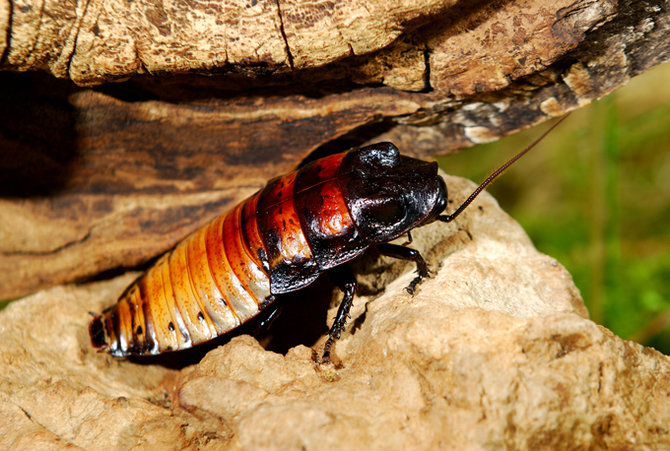 Fotolia nuotr./Madagaskaro tarakonas
