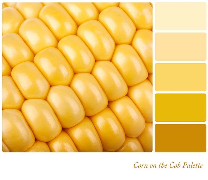 Shutterstock nuotr. / Paletė, sukurta pagal kukurūzų atspalvį.