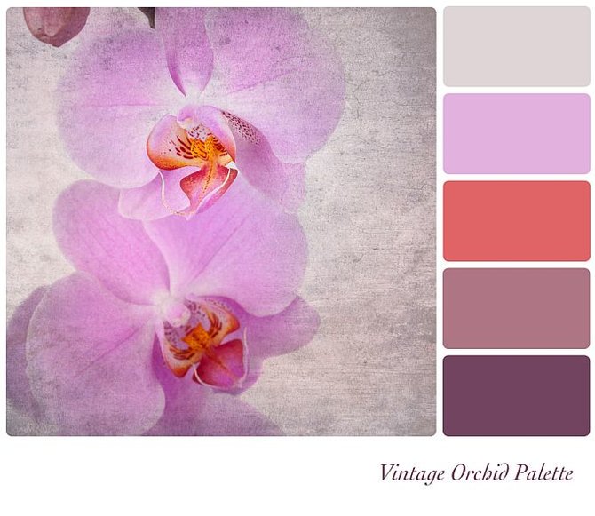 Shutterstock nuotr. / Paletės variacijos pagal žydinčios orchidėjos atspalvį.
