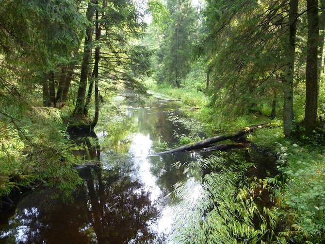 Eglės Digrytės nuotr./Viešvilė