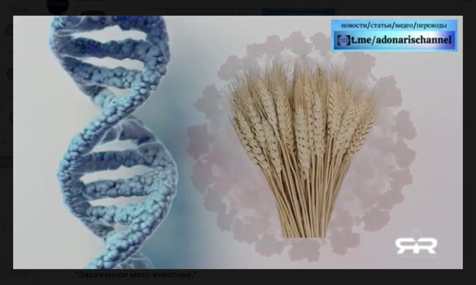 Ekrano nuotr. iš „Telegram“/Jau tirtos galimybės valgomomis vakcinomis galima paversti įvairius augalus
