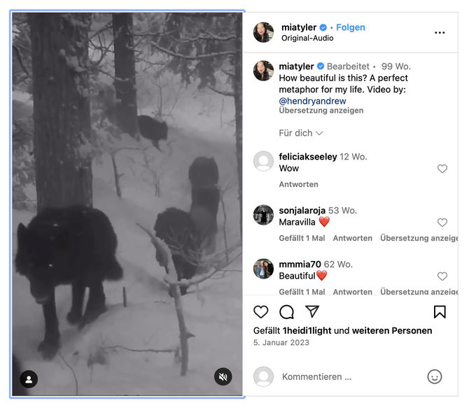 Ekrano nuotr. iš „Instagram“/Vilkai vaikščiojo ne po Žemaitijos nacionalinį parką