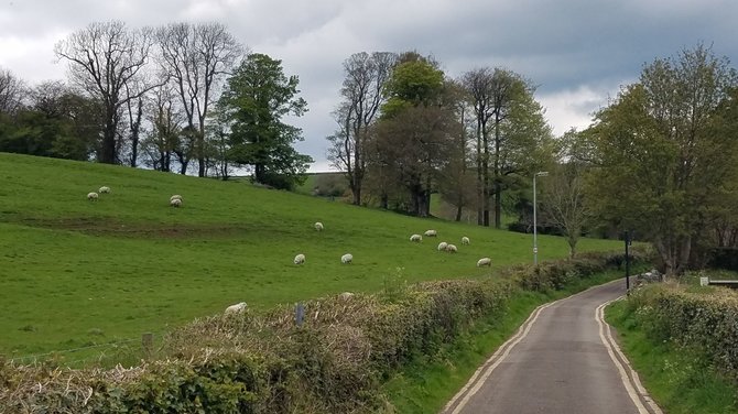 V.Mikaičio nuotr./Keliukas su avimis kažkur Velse