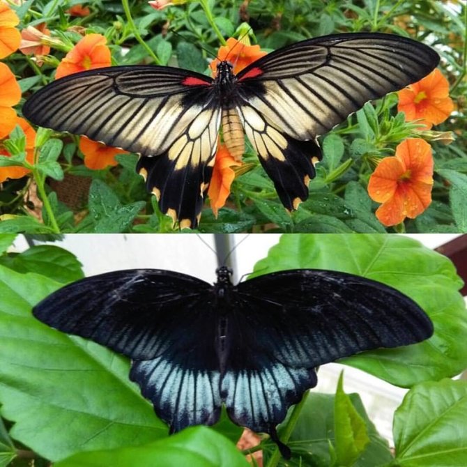 Papilio lowi patelė ir patinas