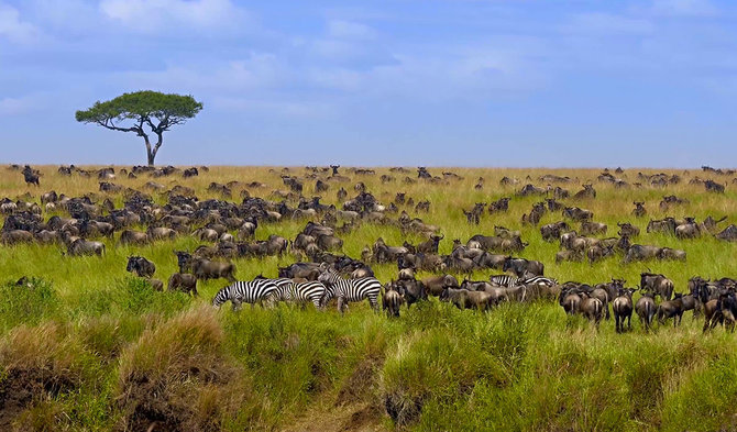Shutterstock.com nuotr./Masai Mara nacionalinis parkas