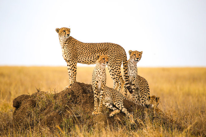Shutterstock.com nuotr./Serengečio nacionalinis parkas