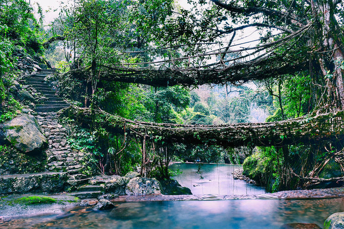 Shutterstock.com nuotr./Medžių šaknų tiltai Indijoje