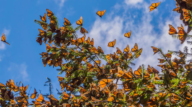 Shutterstock.com/Monarcho drugelių rezervatas