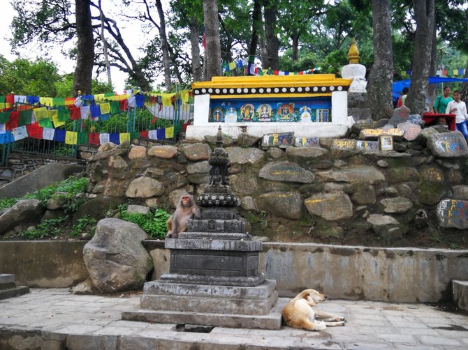 G.Juocevičiūtės nuotr./Nepalo miestuose šunys parkų ir šventyklų teritoriją dalijasi su beždžionėmis