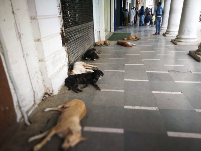 G.Juocevičiūtės nuotr./Pačiame Delio centre šunys apgulę gatves ir įėjimus į parduotuves bei viešbučius
