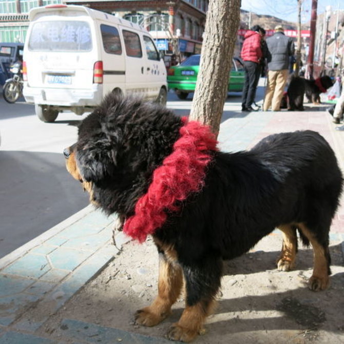 R.Dikčiaus nuotr./Tibeto miestuose palaidi vaikšto dideli mišrūnai ir itin sargūs Tibeto mastifai