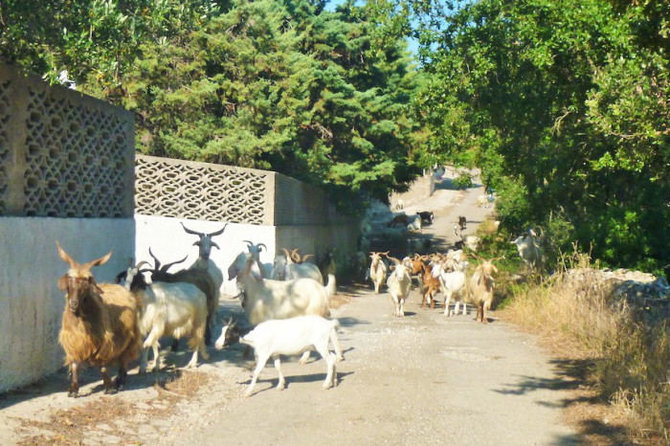 Dažnas vaizdas kaimo keliuke Italijos pietuose, Eglės Zicari nuotr.