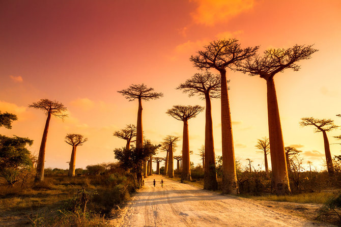 Shutterstock.com nuotr./Baobabų alėja