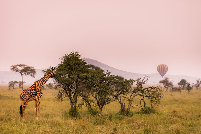 Shutterstock.com nuotr./Serengečio nacionalinis parkas, Tanzanija