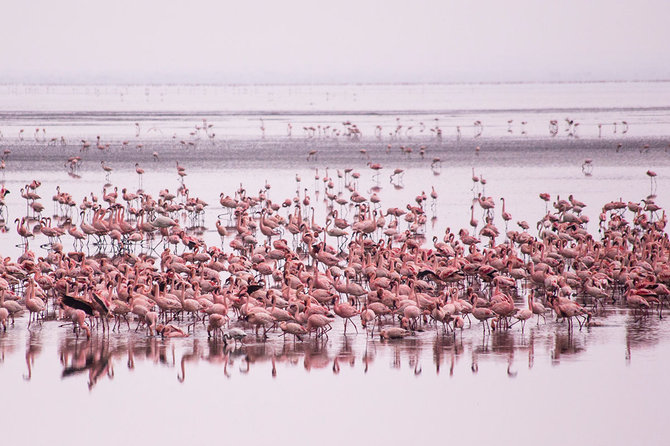 Shutterstock.com nuotr./Manjaros ežero nacionalinis parkas