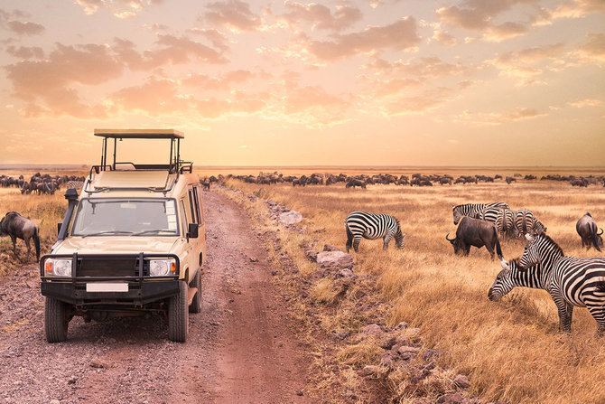 Shutterstock.com nuotr./Afrikos safario turai