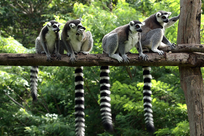 Shutterstock.com nuotr./Madagaskaras