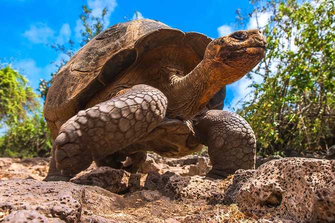 Shutterstock.com nuotr./Galapagai