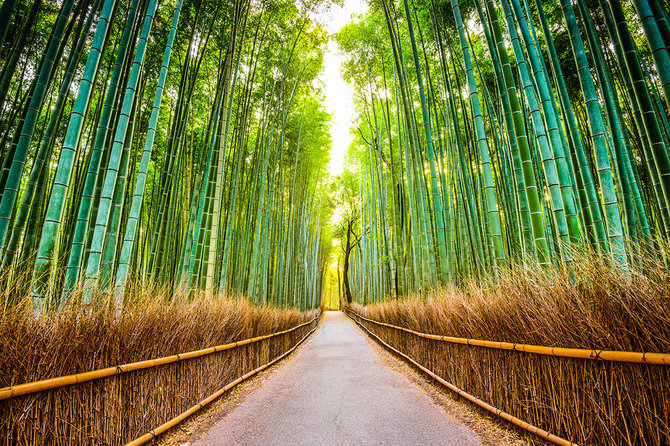 Shutterstock.com nuotr./Sagano bambukų miškas