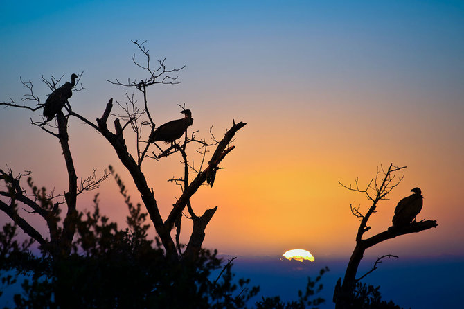 Shutterstock.com nuotr./Krugerio nacionalinis parkas, PAR