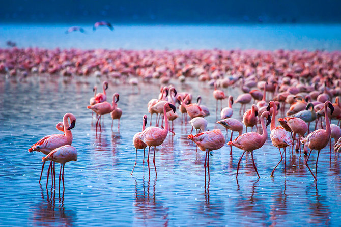 Shutterstock.com nuotr./Nakuru ežero nacionalinis parkas, Kenija