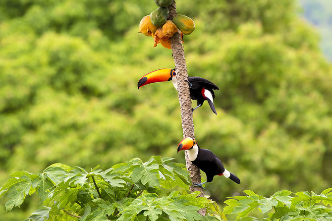 Shutterstock.com nuotr./Pantanalis, Brazilija