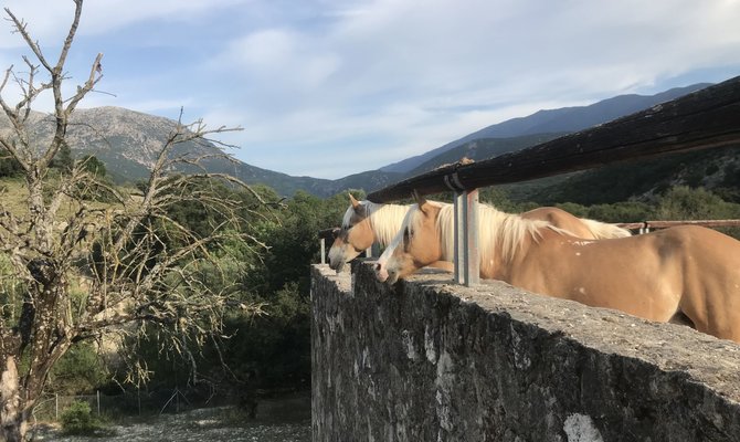 Salomėjos Galdikaitės nuotr./Kornelijos kumelės