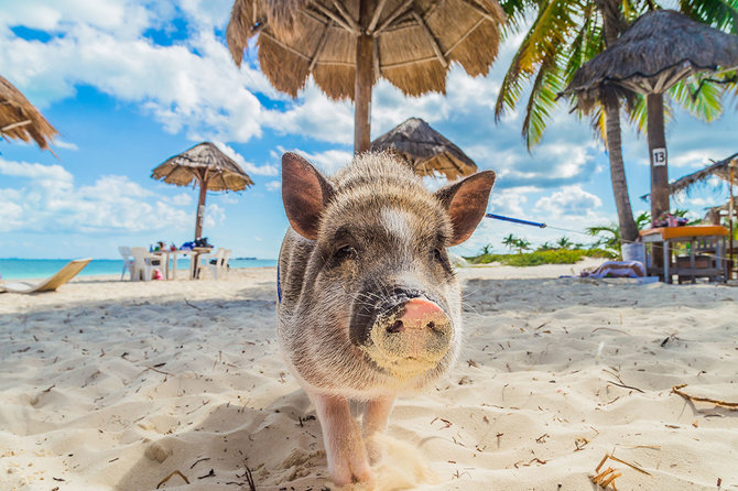 Shutterstock.com nuotr./Kiaulių paplūdimys, Bahamos