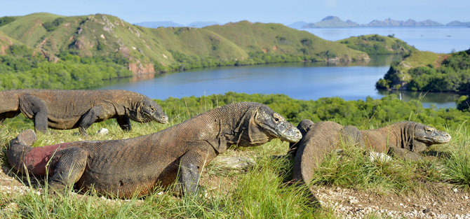 123rf.com nuotr./Komodo sala