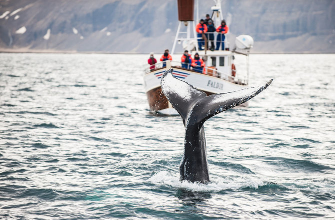 Shutterstock.com nuotr./Banginių stebėjimas Islandijoje
