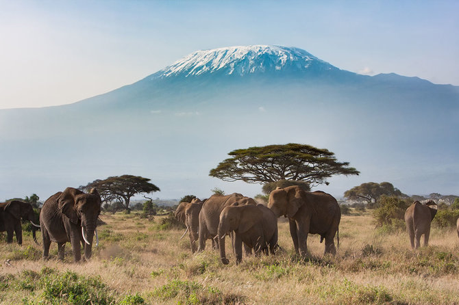 Shutterstock.com nuotr./Amboselio nacionalinis parkas