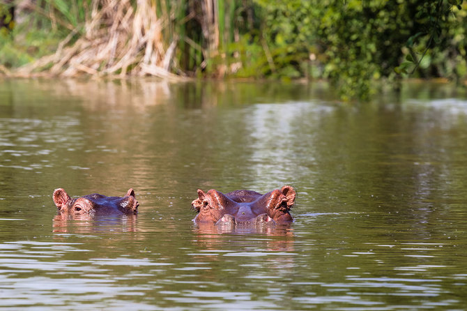 Shutterstock.com nuotr./Hipopotamai Baringo ežere