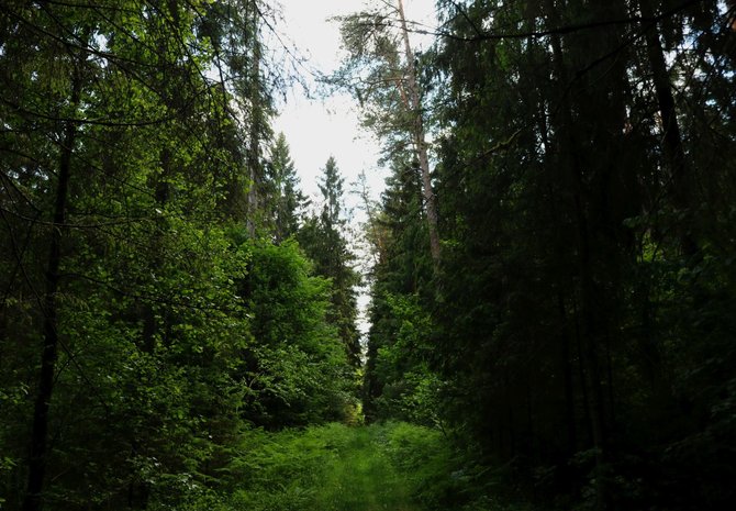 Indrės Bungardaitės / 15min nuotr./Miškas