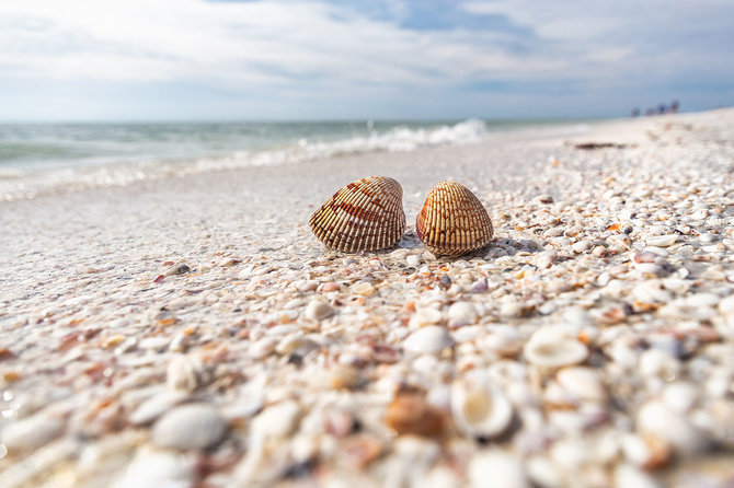 Shutterstock.com nuotr./Sanibelio sala, Florida, JAV