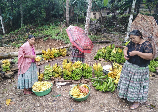 Asm.archyvo nuotr./Bananai – ne tik gvatemaliečių valgomas vaisius, bet ir viena pagrindinių eksporto prekių