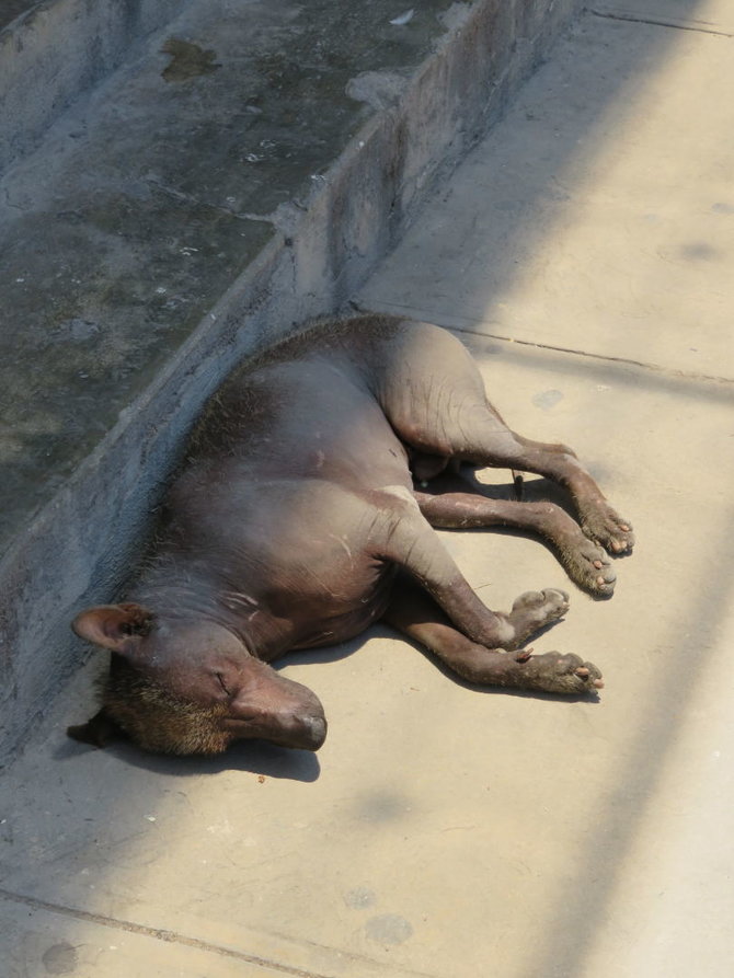 S.Paltanavičiūtės nuotr./Xoloitzcuintle - Fridos mylėti meksikietiški šunys